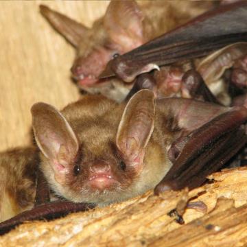 navadni-netopir1