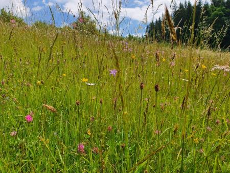 cvetoci-travnik-avtor_jure-cus
